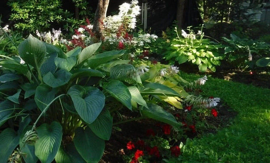 Hosta Seeds Mix - Large to Giant Perennial Seeds with Colorful Leaf Shapes - Hosta spp. - 25+ Seeds