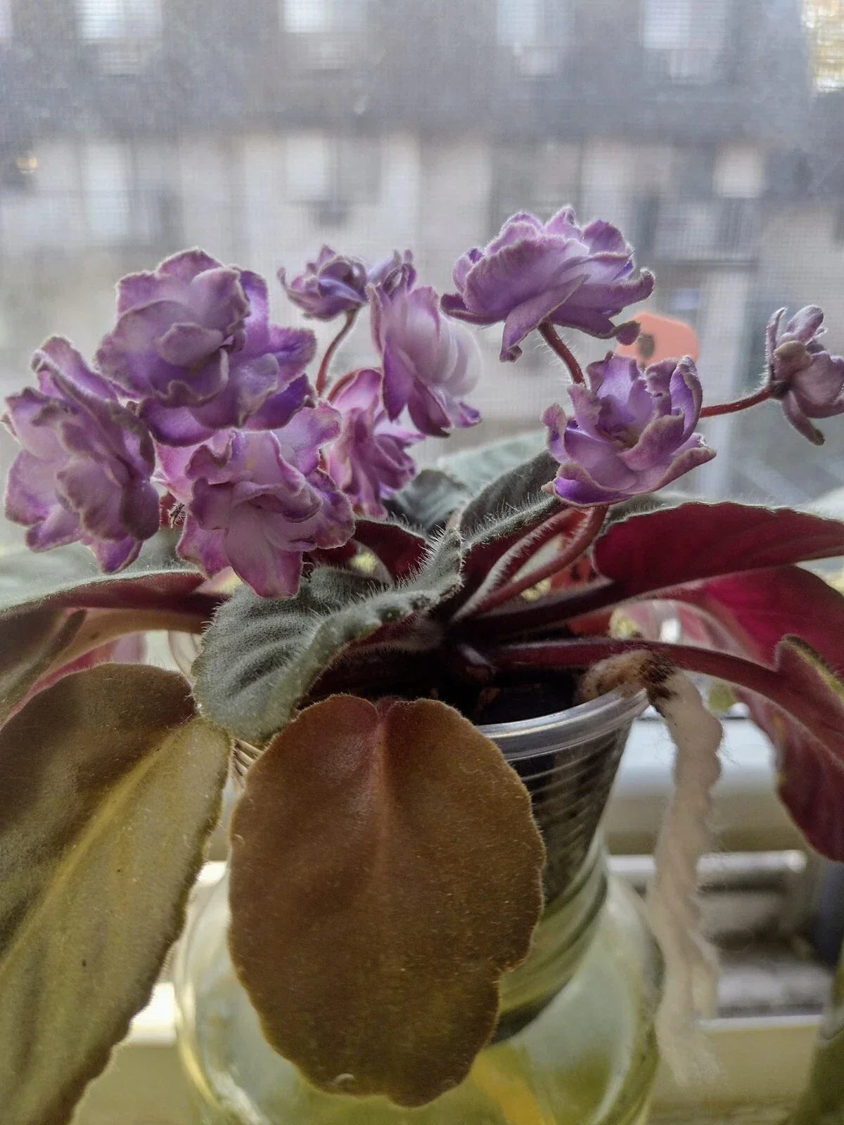 African Violet Cuttings - Optimara Trinidad II - 2 Unrooted Leaves for Propagation - Easy Care Houseplant
