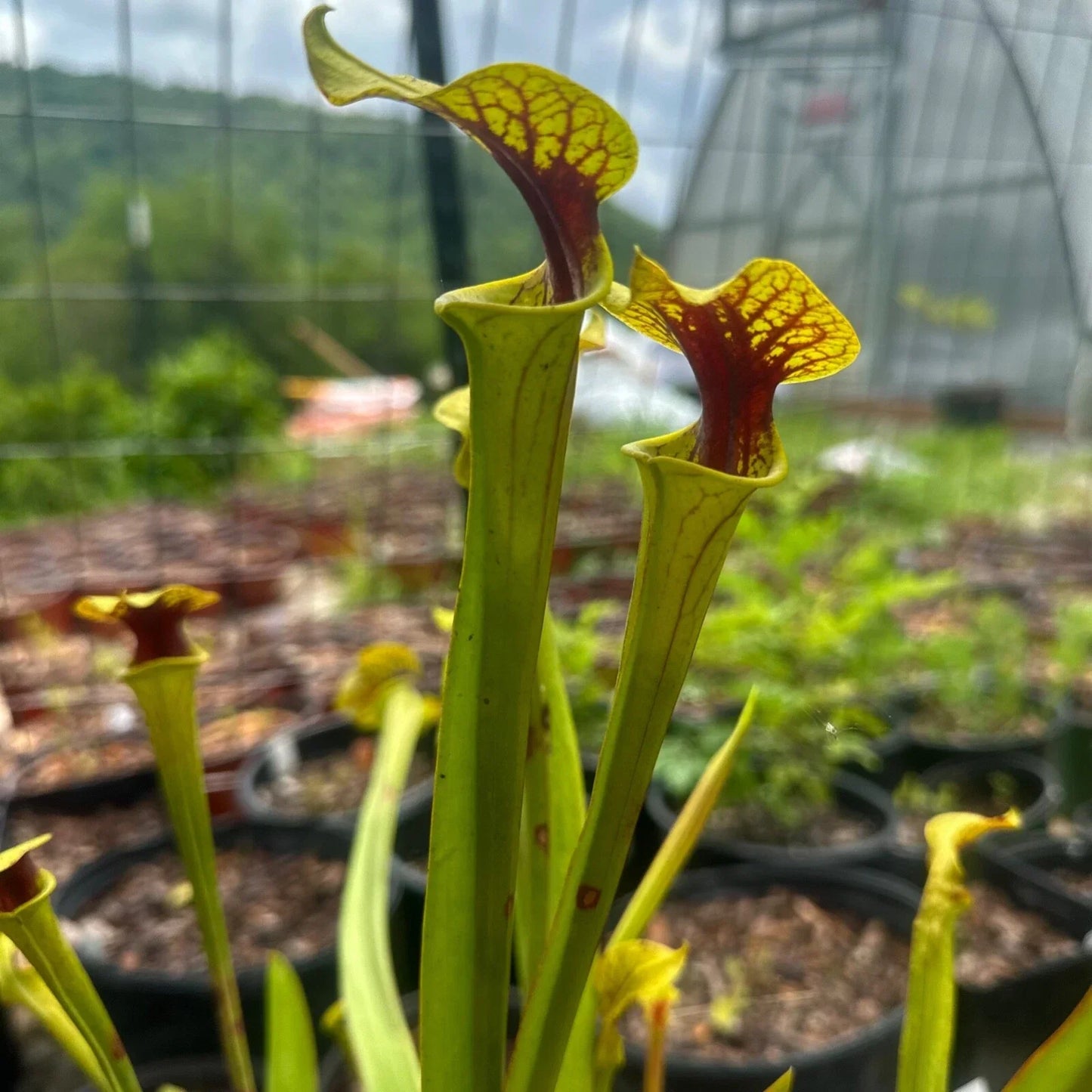 Sarracenia flava Rooted Division - Extreme Red Throat - Carnivorous Plant - Pitcher Plant - Florida Native