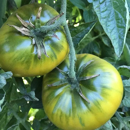 Green Cherokee Tomato Seeds - 50 Non-GMO Heirloom Solanum lycopersicum, Indeterminate Vegetable for Home Garden