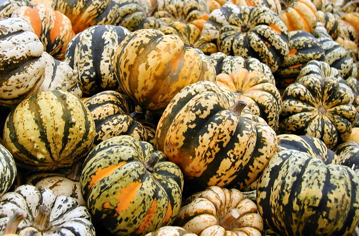 Celebration Squash Seeds - Cucurbita pepo, Heirloom Vegetable Seeds for Home Gardening and Cooking