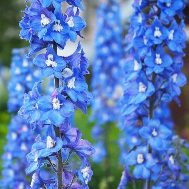 Blue Bird Delphinium Seeds - Perennial Garden Flower - Delphinium elatum - Vibrant Blue Blooms - Non-GMO, USA Grown Seeds