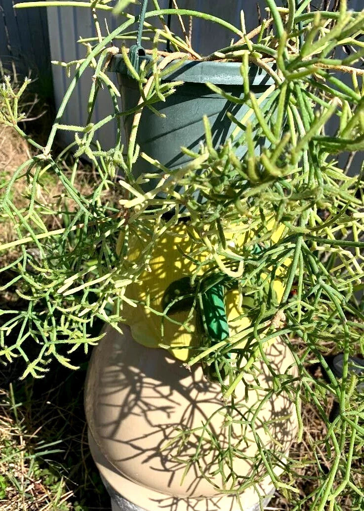 Fresh Cuttings 5 Pack Rhipsalis prismatica Orchid Cactus Succulent Rare Indoor Plant Collection