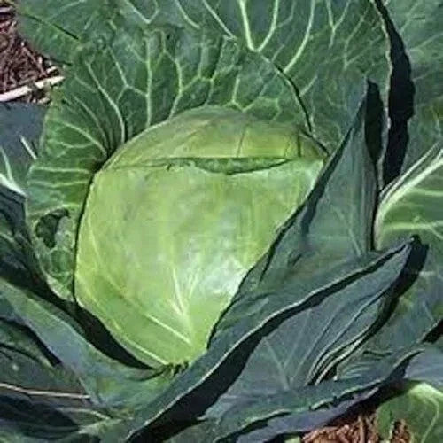 Late Flat Dutch Cabbage Seeds - 500+ Heirloom Non-GMO Brassica oleracea for Home Garden, Large Flat Heads, Easy to Grow