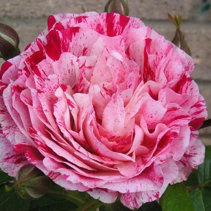 Scentimental Rose Bareroot Floribunda Plant – 2-Year-Old Bush with Fragrant Bi-Color Blooms – Rosa 'Scentimental'