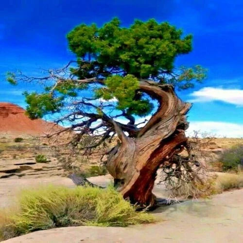 Bristlecone Pine Seeds 20 Pack - Pinus aristata - Oldest Living Tree Seeds for Planting and Landscaping
