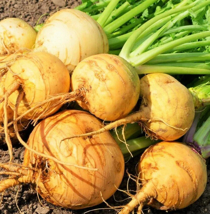 Golden Ball Turnip Seeds - Brassica rapa Vegetable Seeds for Home Garden, 2025 Crop, Yellow and White Rutabaga, Non-GMO, Easy Grow
