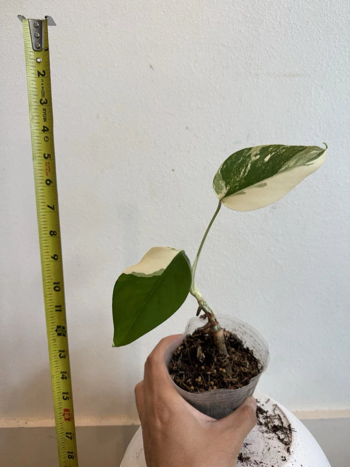 Rooted Variegated Monstera Albo Borsigiana Plant - Exotic Indoor Houseplant, Tropical Decor, Monstera Deliciosa Variegata