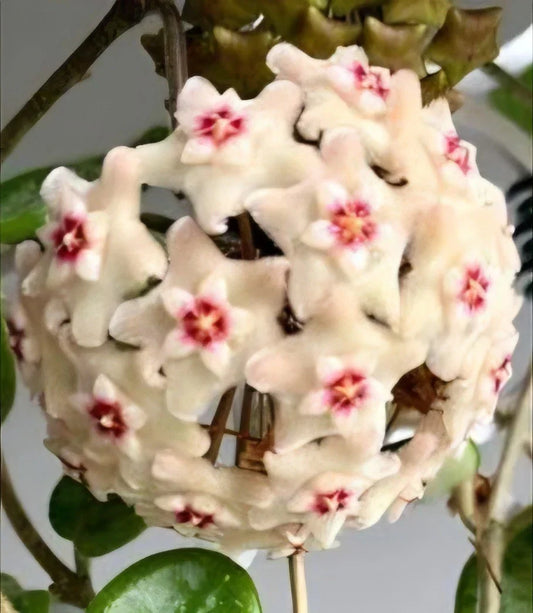 Hoya Mathilde Splash Live Plant | Well-Rooted Wax Plant Vine | 4-Inch Pot | Variegated Indoor Houseplant