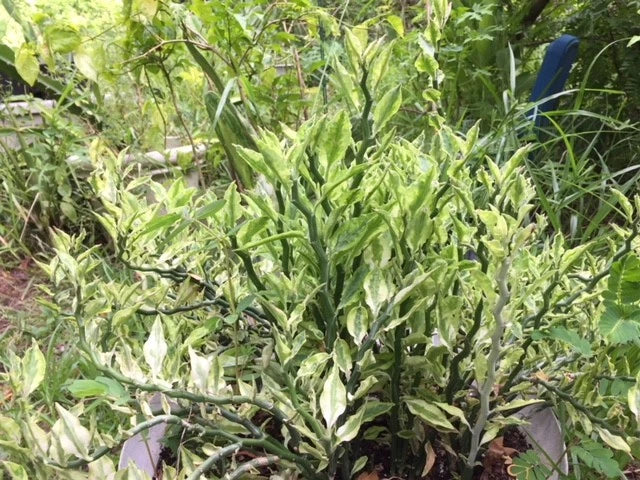 Devil's Backbone Cuttings 8 + 2 Roots Variegated Euphorbia tithymaloides Jacobs Ladder Indoor Outdoor Plant