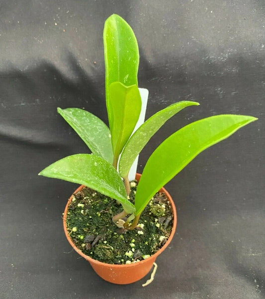 Hoya AH 074 Green Plant | 2.5" Rooted Hoya australis Trailing Vine Indoor Houseplant