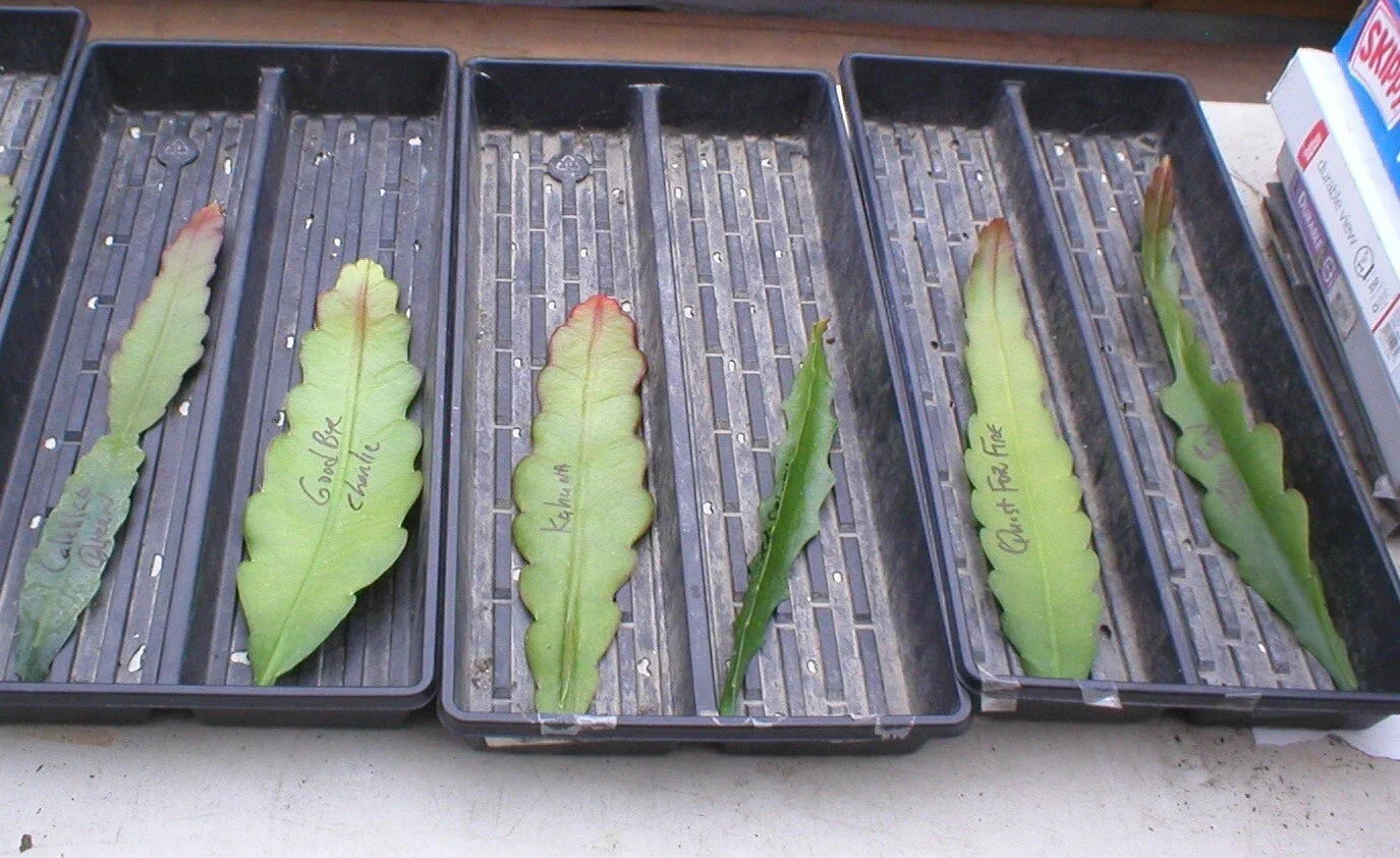 Epiphyllum Cutting - Summer of 84 Orchid Cactus - Indoor Houseplant - Succulent Plant - Unique Blooming Cactus - Don's Cuttings