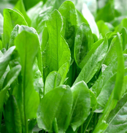 Large Leaf Sorrel Seeds | Rumex acetosa Herb Seeds for Salads & Cooking | Non-GMO, High Germination Rate, 100 Seeds