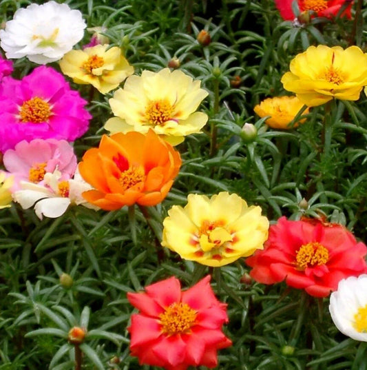 Moss Rose Flower Seeds 1000+ Double Mix | Portulaca grandiflora | Drought-Tolerant Annual Succulent for Gardens & Containers