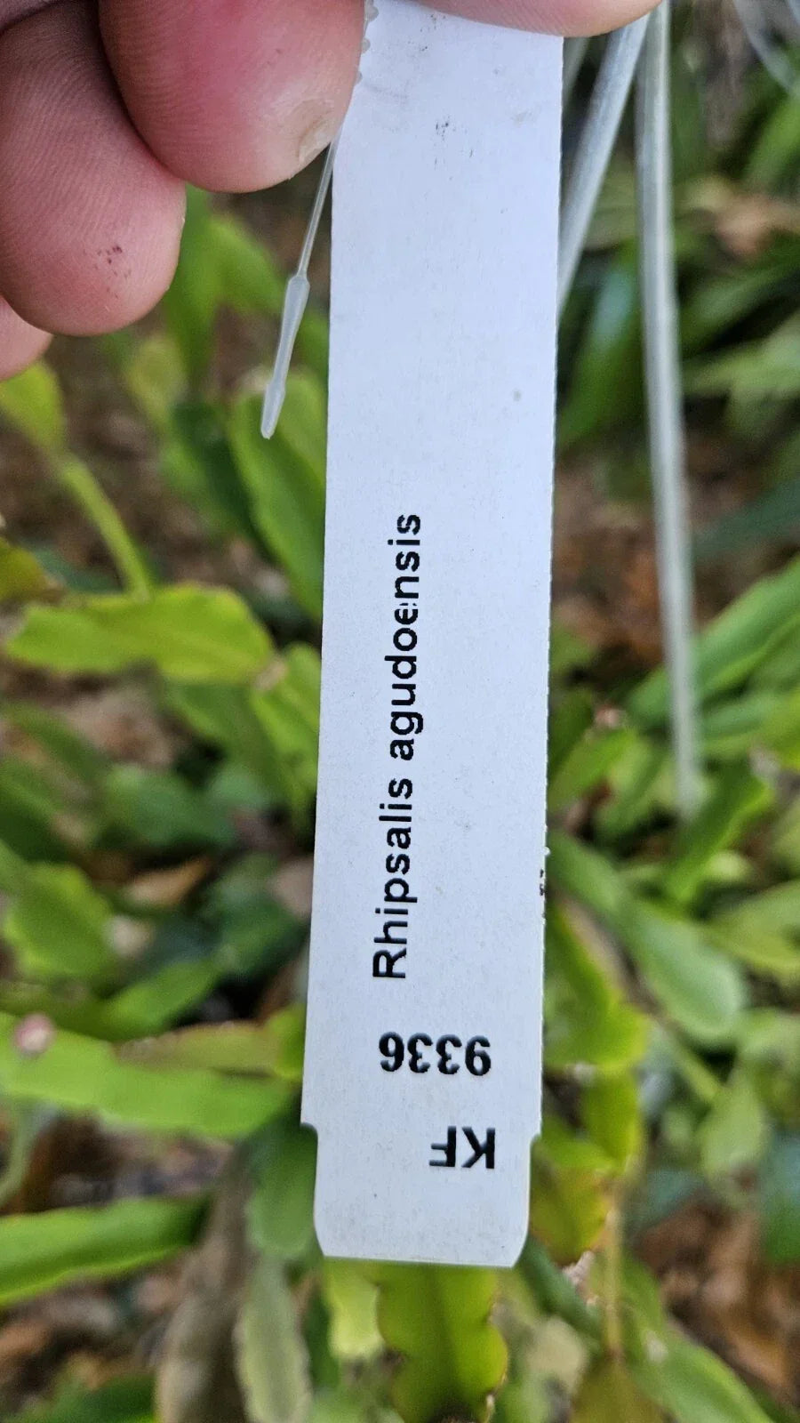 Rhipsalis Agudoensis Cuttings - 5 Orchid Cactus Propagules - 4 Inches Indoor Plant - Trailing Succulent for Full Sun Indoor Gardening