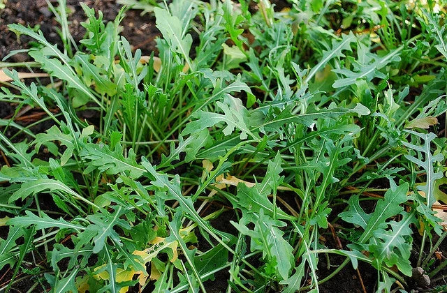 Wild Arugula Seeds - 800+ Non-GMO Organic Herb Seeds for Planting - Eruca sativa, Fast-Germinating Green for Salads & Culinary Use