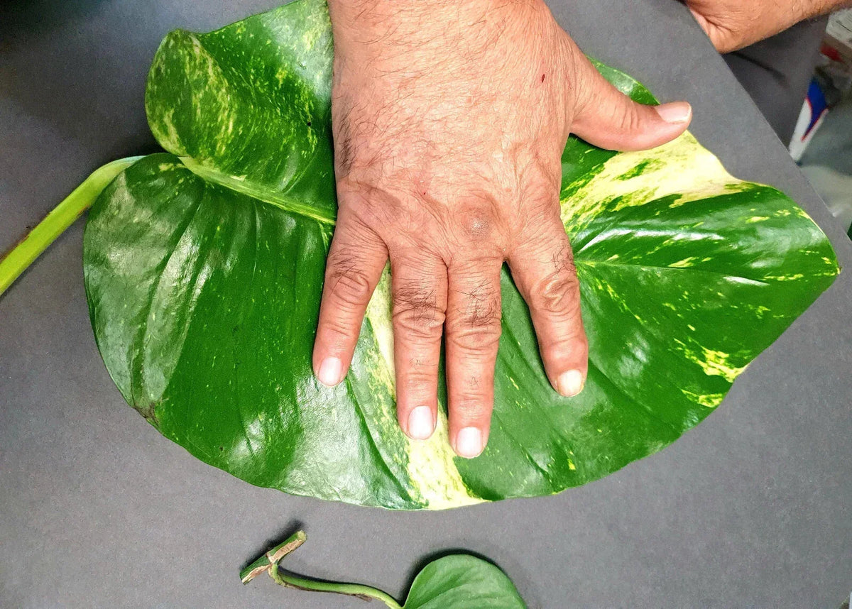 Hawaiian Pothos Cuttings Set, 2 Large Leaves + 5 Rooted Cuttings, Epipremnum aureum, Indoor Plant, Green Foliage