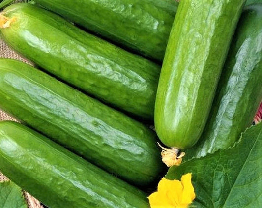 Marketer Cucumber Seeds Pack of 60+ Non-GMO Heirloom Cucumis sativus for Home Garden, Container Growing