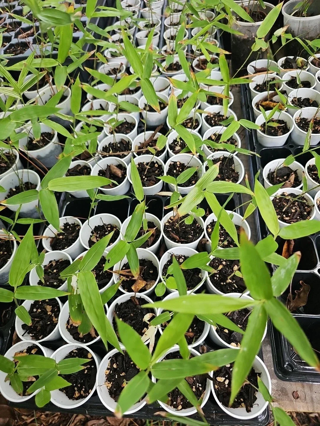 Dendrocalamus Giganteus Bamboo Seedling in 2" Pot - Hardy Tropical Giant Bamboo Plant for Garden, Green Foliage