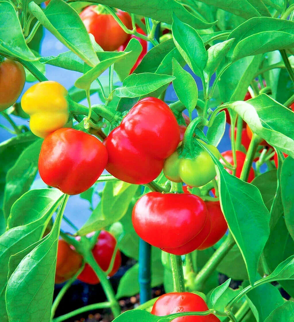 50+ Organic Pimento Sweet Pepper Seeds – Capsicum annuum for Container Gardening & Summer Vegetable Garden