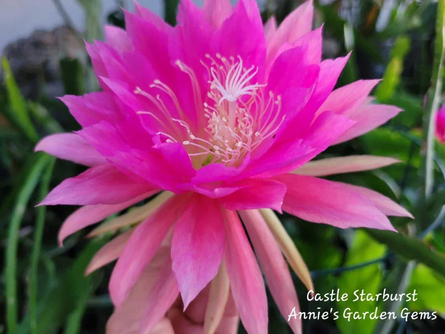 Epiphyllum Cuttings 8-10 Inches Castle Starburst Succulent Plant Unrooted Variegated Cactus