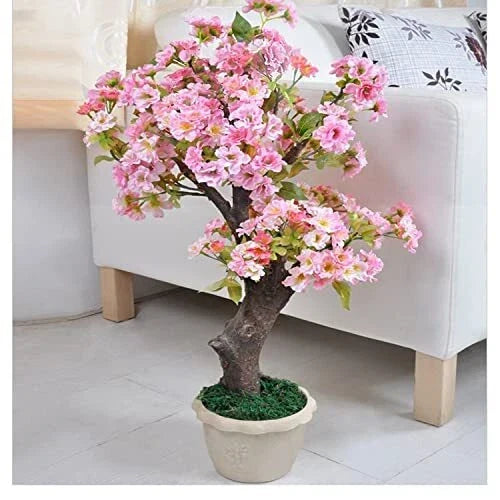 50+ Rare Cherry Blossom Seeds - Dwarf Pink Sakura Weeping Cherry (Prunus serrulata) - Garden Planting Seeds for Elegance