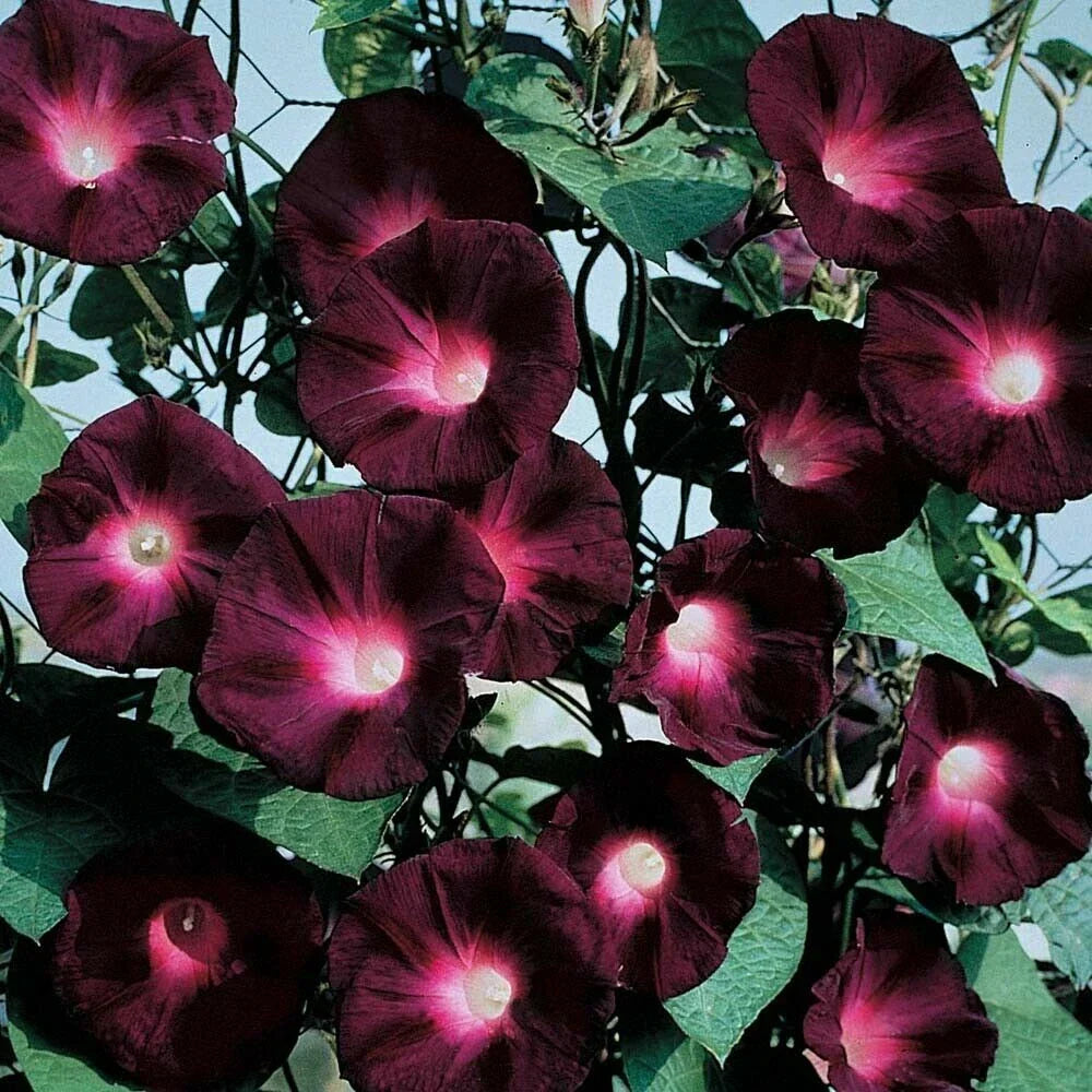 Black Knight Morning Glory Seeds - Ipomoea purpurea, Annual Climbing Vine, Dark Purple Flowers, 20 Pack