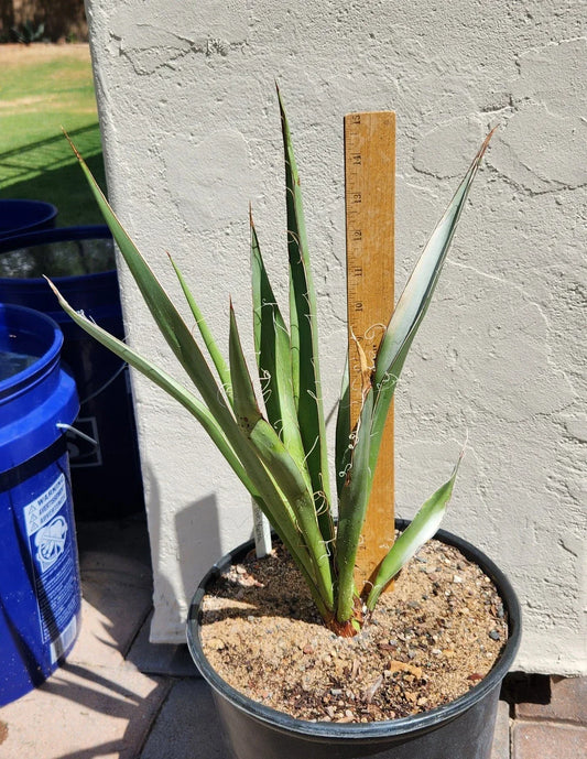 Live Rooted Faxon Yucca Plant – Black Gap Texas – Yucca faxoniana for Xeriscaping, Desert Gardens, Low Maintenance Indoor & Outdoor