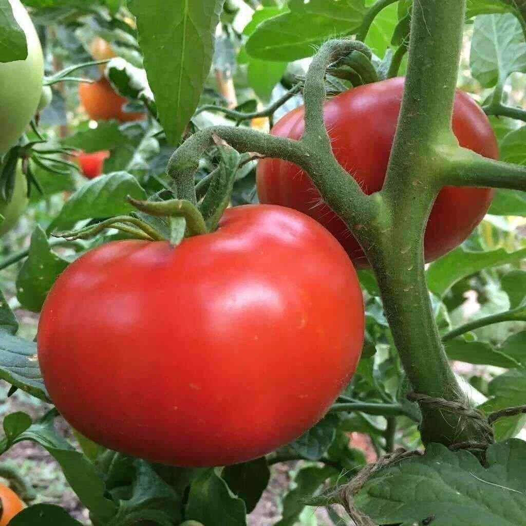 Sub Arctic Plenty Tomato Seeds - 25 Pack, Early Ripening, Medium Red Fruit, Solanum lycopersicum, Suitable for Cool Climates
