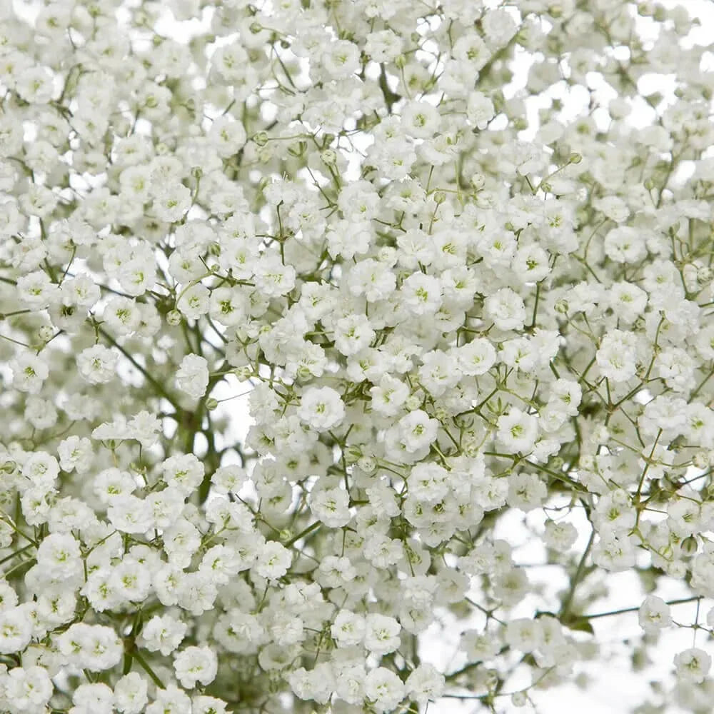 Baby's Breath Seeds - Non-GMO Gypsophila elegans Flower Seeds for Gardens & Bouquets, White, Perennial, 500 Seeds
