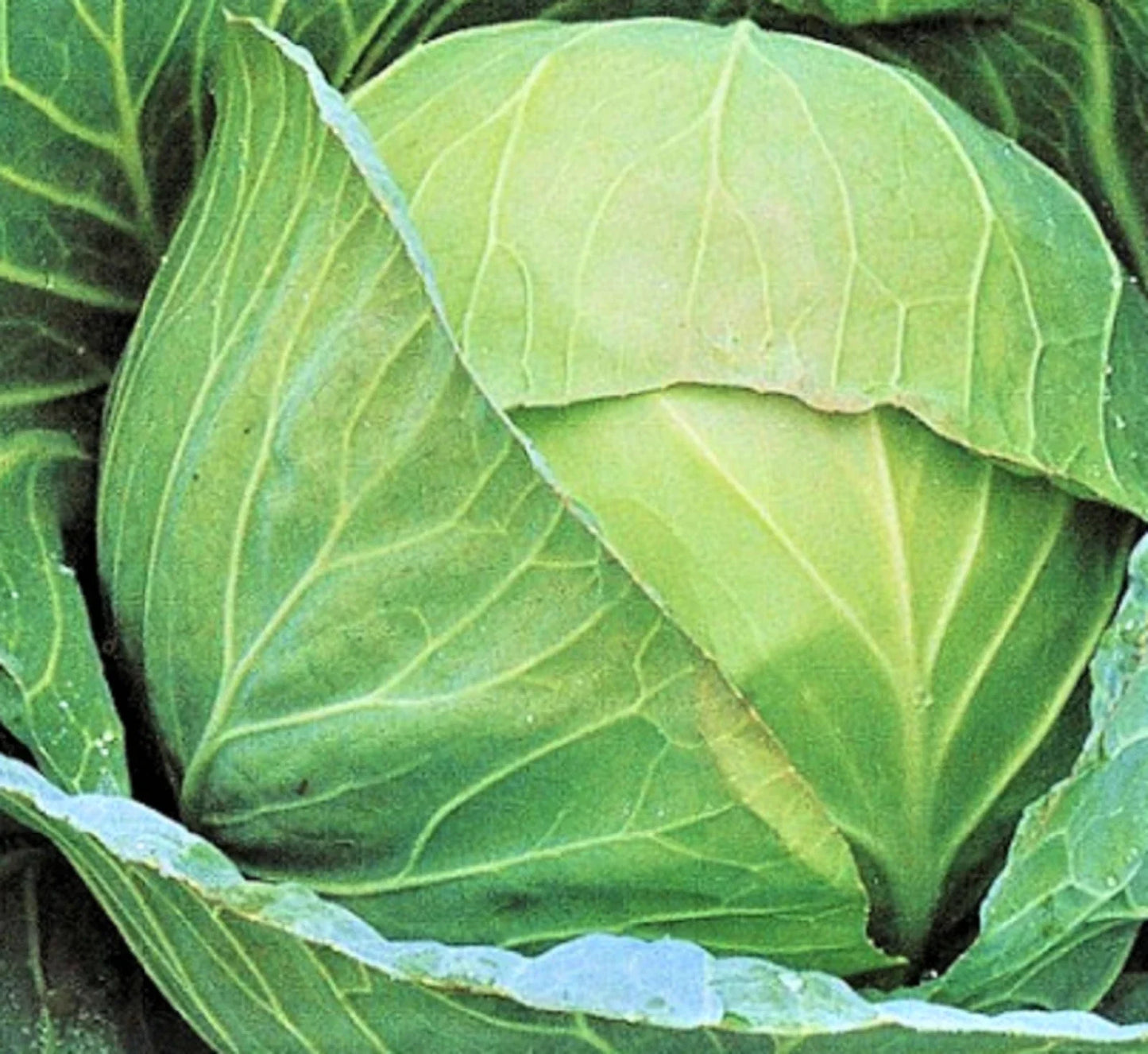 Brunswick Cabbage Seeds – Non-GMO Heirloom Vegetable Seeds, Brassica oleracea, 200+ Pack for Home Garden & Cooking