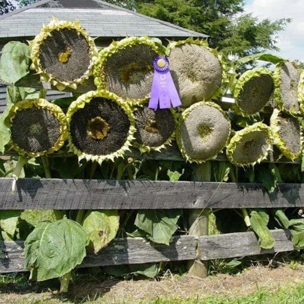 Giant Mongolian Sunflower Seeds Pack of 20 - Helianthus annuus Non-GMO, Tall Annual for Garden, Full Sun, Organic Planting