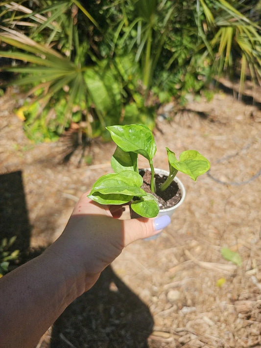 Lemon Meringue Pothos Live Plant in 2.5" Pot, Epipremnum aureum, Variegated Indoor Plant, Bright Green and Yellow Foliage