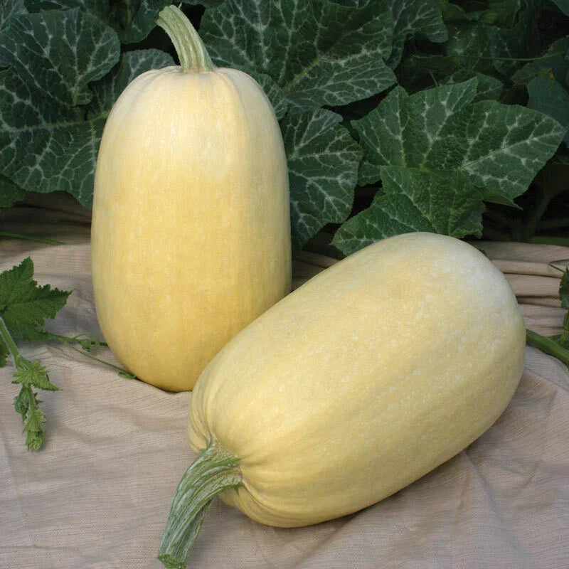 Tivoli Winter Squash Seeds – Heirloom Cucurbita pepo, Non-GMO, Vining, Fresh Packaged Seeds for Home Gardening
