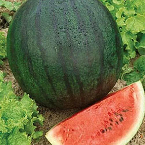 Sugar Baby Watermelon Seeds - Heirloom Non-GMO Pack - Citrullus lanatus - Small Round Watermelons 8-10 lbs