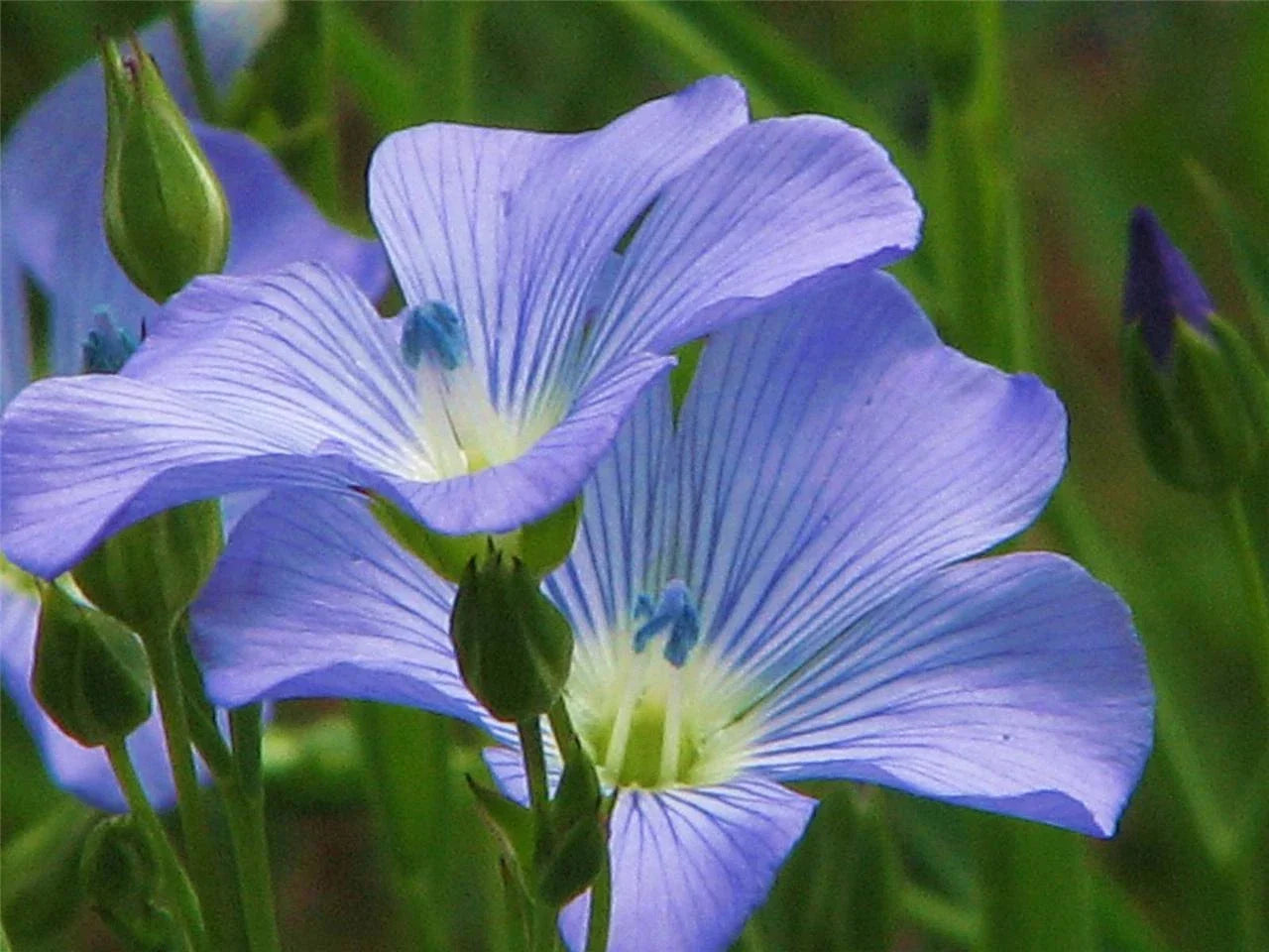 Blue Flax Seed Pack - 100+ Linum lewisii Perennial for Gardens, Meadows & Wildflower Mixes