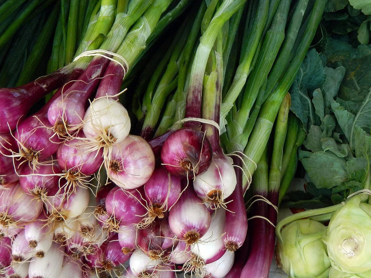 Scarlet Bandit Bunching Onion Seeds - Red Allium fistulosum - Heirloom Vegetable Seeds for Container & Garden Planting