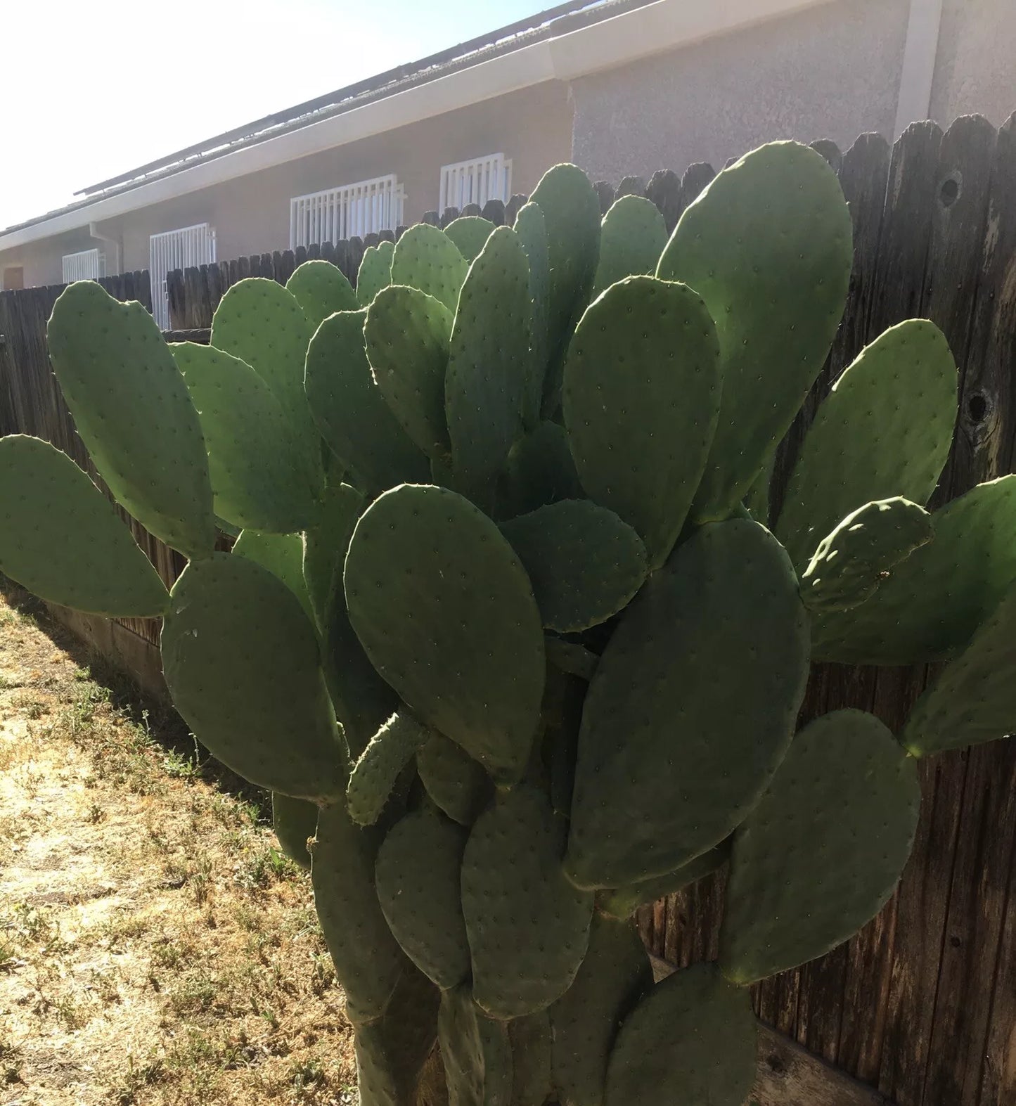 Prickly Pear Cactus Pad Cutting - Large Nopales Edible Opuntia ficus-indica for Cooking & Health