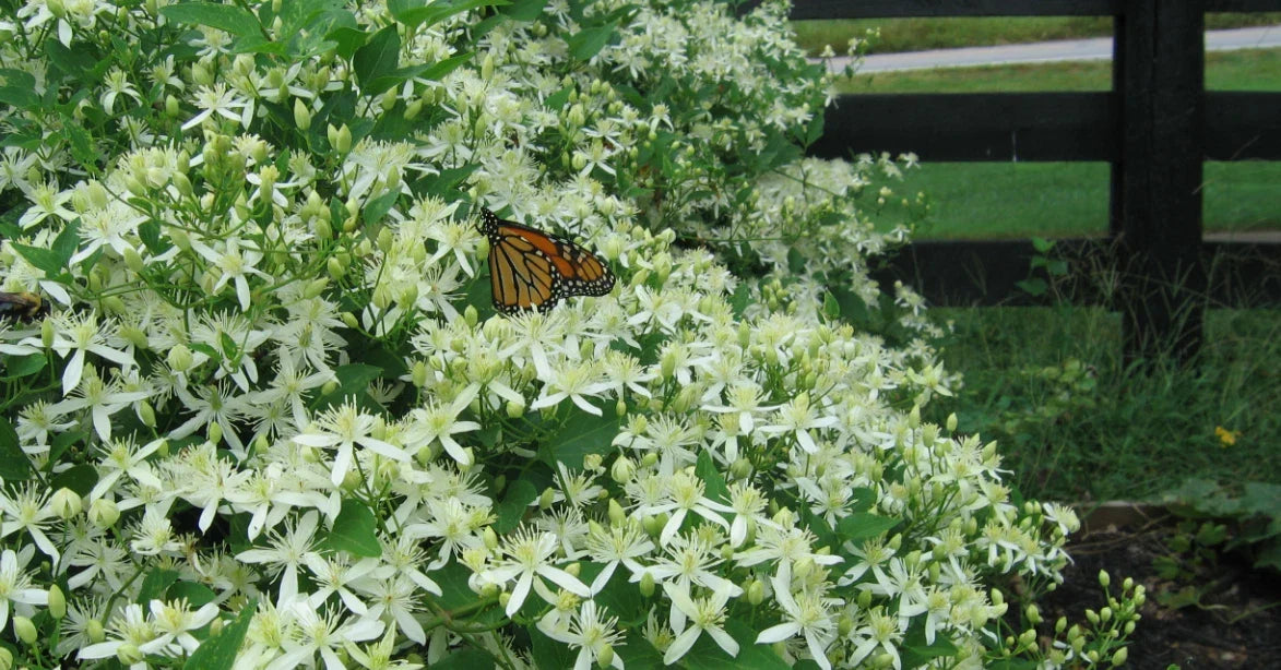 Sweet Autumn Clematis 1-Year Roots, Clematis paniculata, Fragrant White Flowers, Climbing Vine for Garden, Hardy, Drought Tolerant