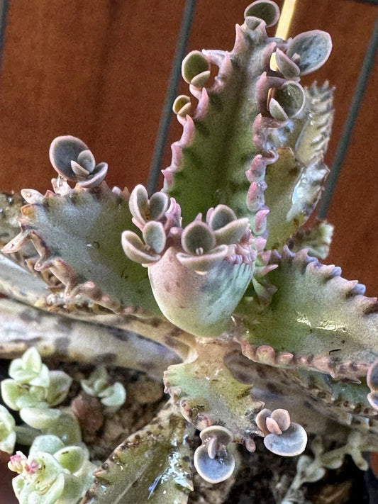Kalanchoe Houghtonii Mother of Millions Succulent Plant | Indoor Houseplant | Live Greenery in Decorative Pot