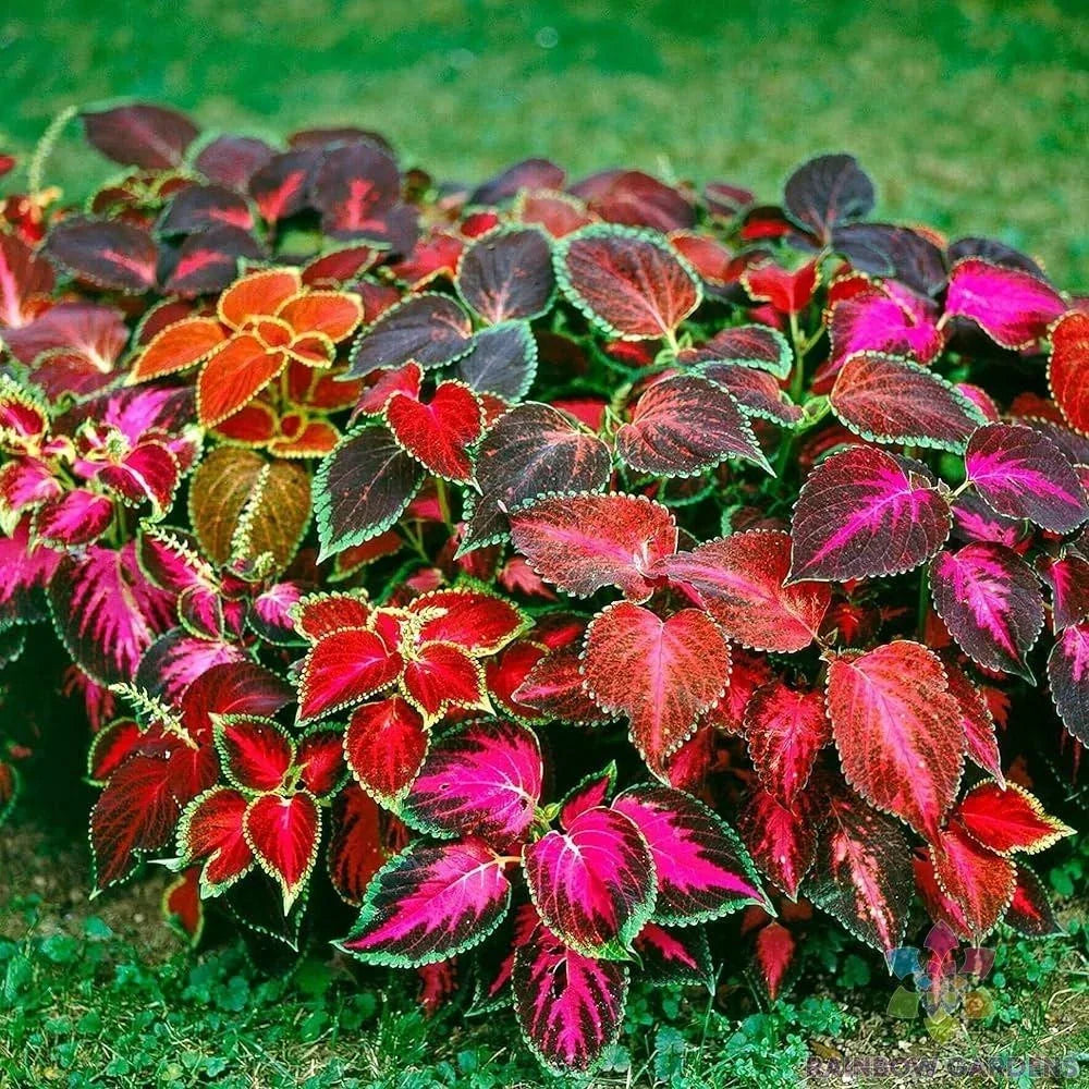 Coleus Seeds - 25+ Mixed Varieties for Garden & Indoor Plants - Colorful Foliage - Solenostemon scutellarioides