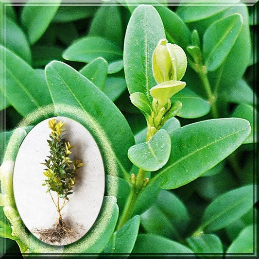 Green Mountain Boxwood Live Plant 10" – Buxus sempervirens Hardy Evergreen Shrub for Landscaping & Gardens
