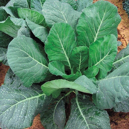 Kale Seeds Pack of 300+ | Champion Collard Greens Brassica Oleracea Non-GMO Vegetable Seeds for Home Garden