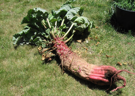 Mammoth Red Mangle Beet Seeds - Heirloom Non-GMO Beta vulgaris for Giant Beets Up to 25 Pounds - Pack of 25-3200 Seeds