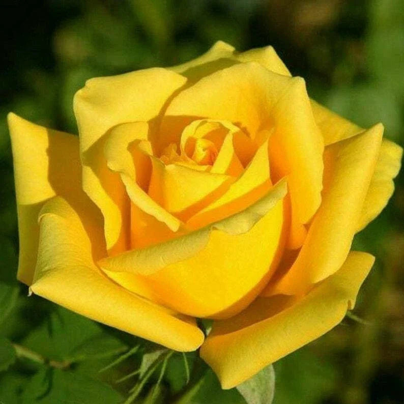 Bright Yellow Rose Seeds - Perennial Flower Bush Rosa spp. - 10 Premium Seeds for Garden, Borders, Containers