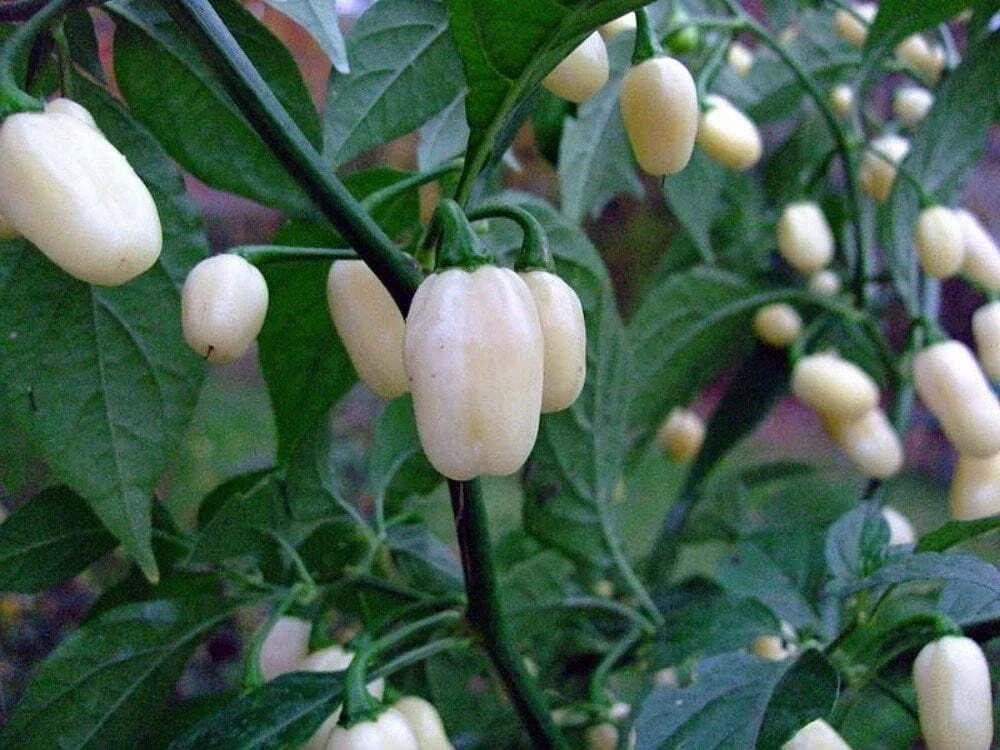 White Hot Habanero Pepper Seeds – Non-GMO Capsicum Chinense for Spicy Culinary Use, Indoor & Outdoor Gardening