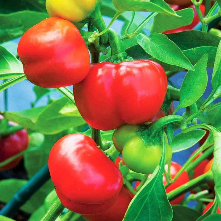 Pimento Pepper Seeds - 100 Count, Mild Sweet Capsicum annuum, Heirloom, Non-GMO, Perfect for Gardening & Culinary Use