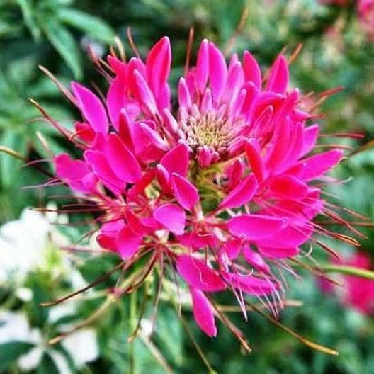 Cleome Seeds 200 Non-GMO Cherry Queen Spider Plant for Pollinators, Attracts Bees & Butterflies, Cleome hassleriana, Annual Garden Seeds