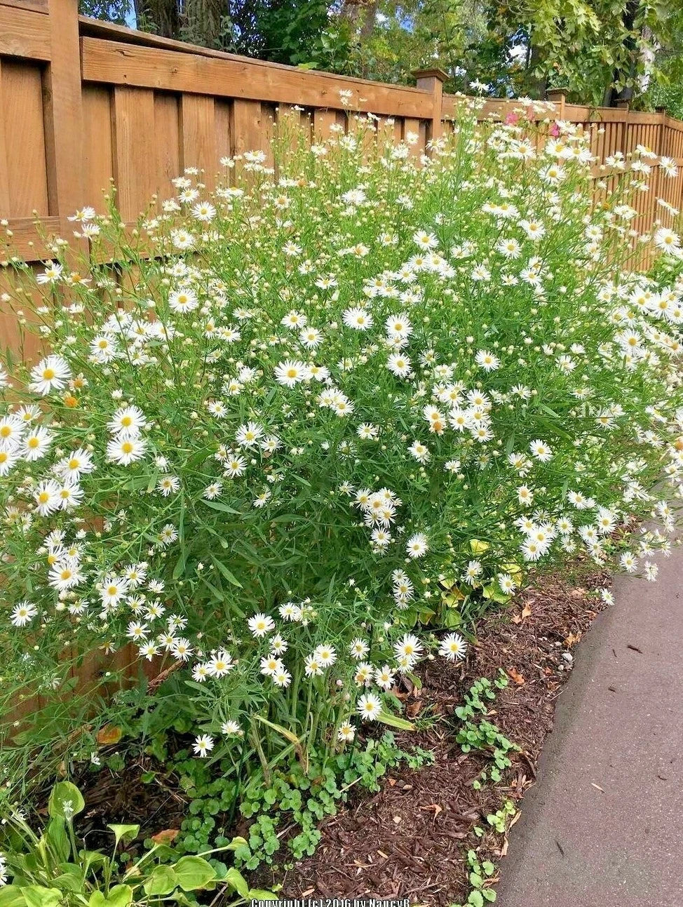 False Aster Seeds - 201+ Perennial Wildflower for Poor Soils, Summer & Fall Bloom, Native Boltonia asteroides, Attracts Pollinators