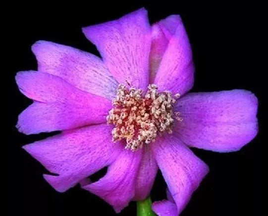 Rare Pereskia Quisquellana Succulent Plant in 4" Pot | Exotic Cactus Collection | Green Foliage